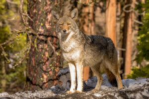 10 Most Adaptable Animals on the Planet