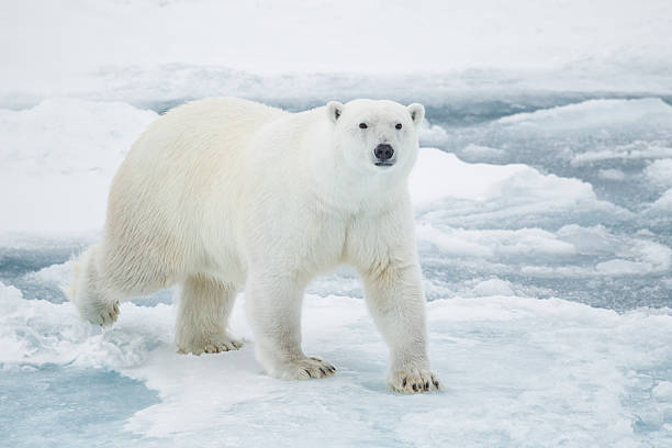 10 Polar Animals Endangered by Climate Change
