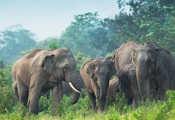 15 Animals That Show Surprising Emotions