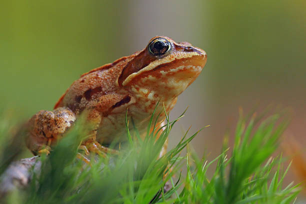 10 Frogs That Defy the Rules of Nature