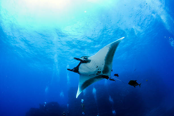 Scientists Stunned as Giant Manta Rays Dive Over 1,200 Meters Deep—But Not to Hunt or Hide