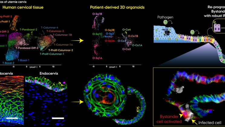 Scientists Shocked to Find the Cervix Can ‘Talk’ to Itself to Stop Infections
