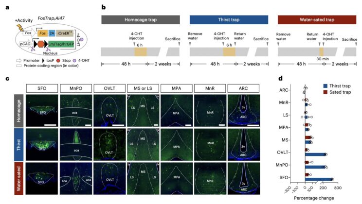 Scientists Discover How Your Brain Knows When You’ve Had Enough Water — Before Your Body Does