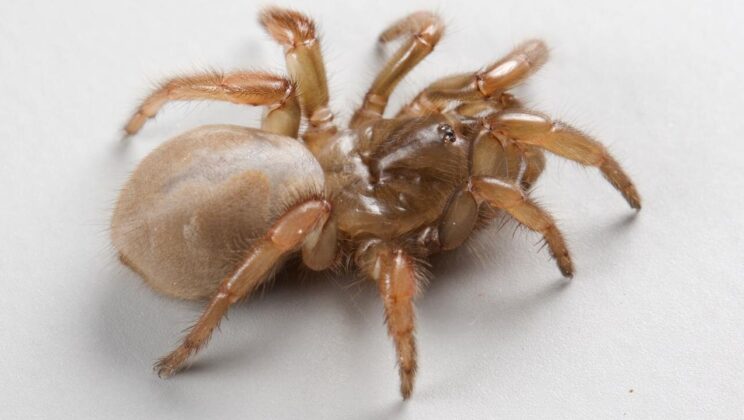 This Mysterious Trapdoor Spider Has Been Hiding Under California’s Beaches for Centuries
