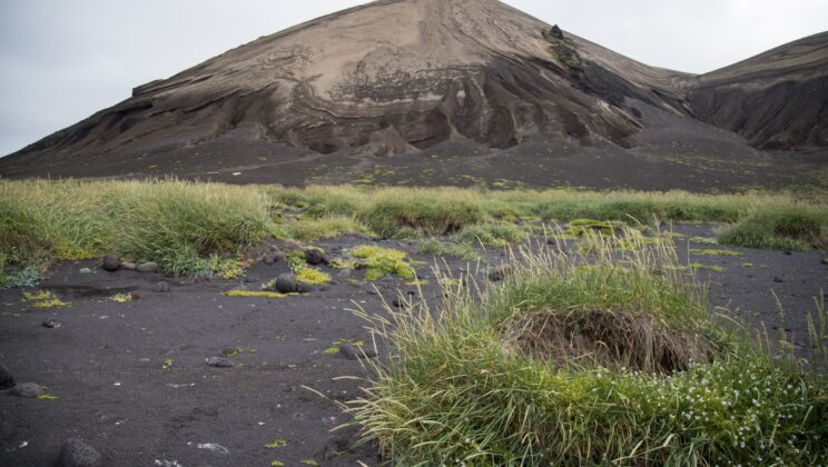 The Island That Rose From the Sea—and How Birds Secretly Helped It Bloom