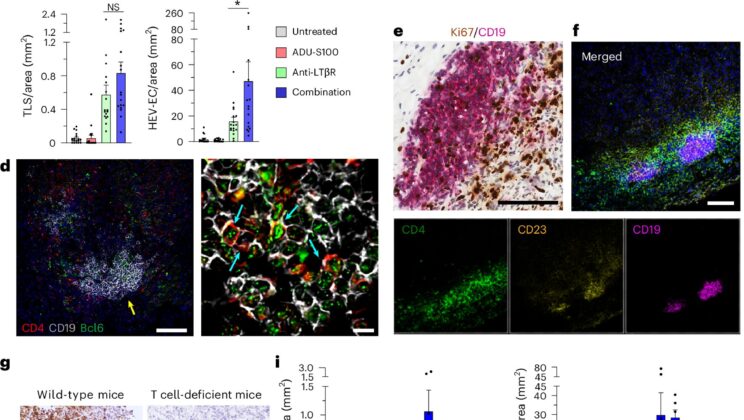 Scientists May Have Found a Way to Teach the Immune System to Remember—and Destroy—Cancer