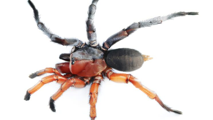 Scientists Discover a Spider That’s Half Male, Half Female — and It’s Absolutely Stunning