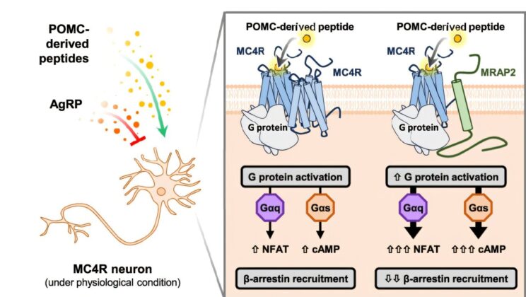 Scientists Discover Brain’s Hidden “Hunger Switch” That Could Transform Obesity Treatment