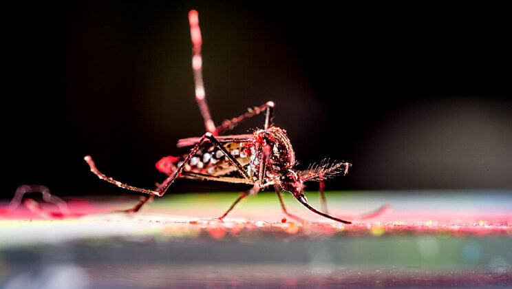 The Mystery Virus Crippling Joints Worldwide—And Why Scientists Can’t Predict Its Next Move