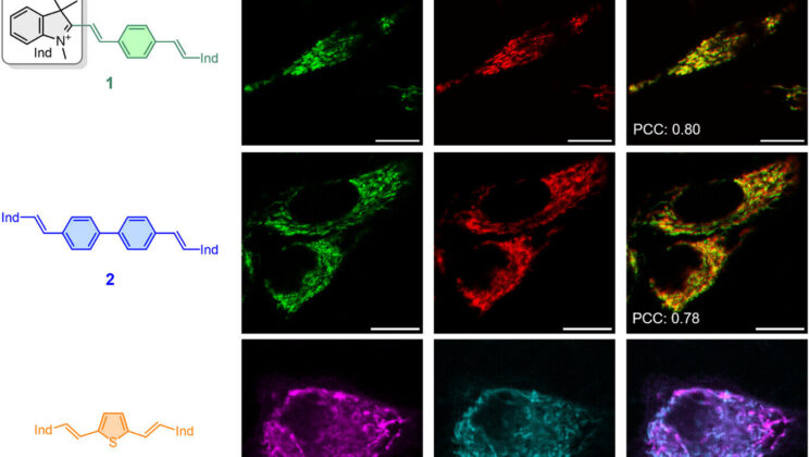 Scientists Create “Water-Loving” Glowing Molecules That Could Revolutionize Disease Detection