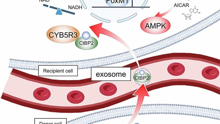Scientists Discover a “Longevity Molecule” That Could Reveal How Fast You’re Really Aging