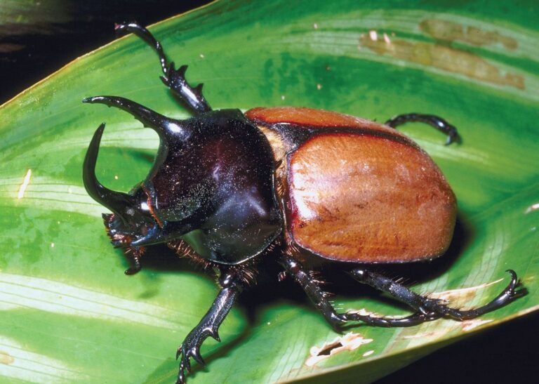 Tuffest Insect 10 Strongest Insects in the World