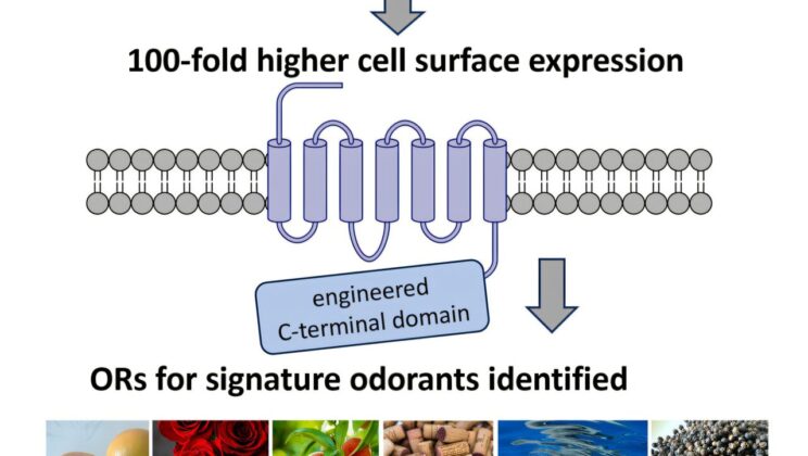 The Secret Language of Smell Has Been Decoded — and It’s Not What Scientists Expected