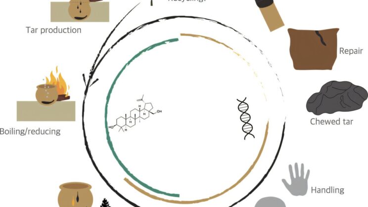 Scientists Decode 6,000-Year-Old “Chewing Gum” — and It Reveals Secrets of Ancient Life