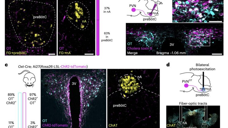 Scientists Found a “Calm Switch” in the Brain — And It Runs on Oxytocin