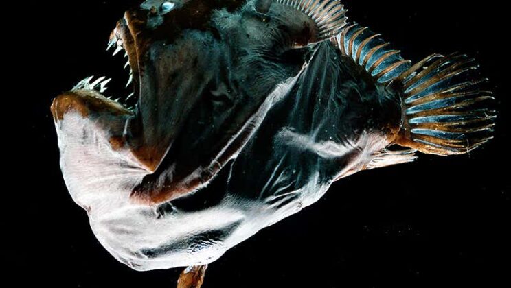 10 Deep Sea Creatures You Won’t Believe Exist