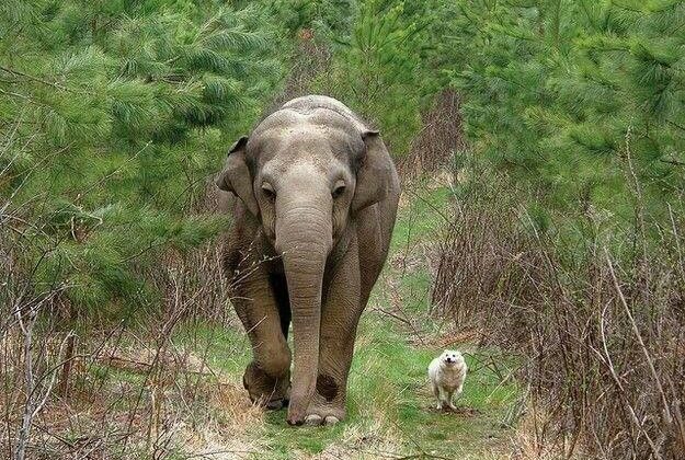 15 Animal Friendships That Will Melt Your Heart