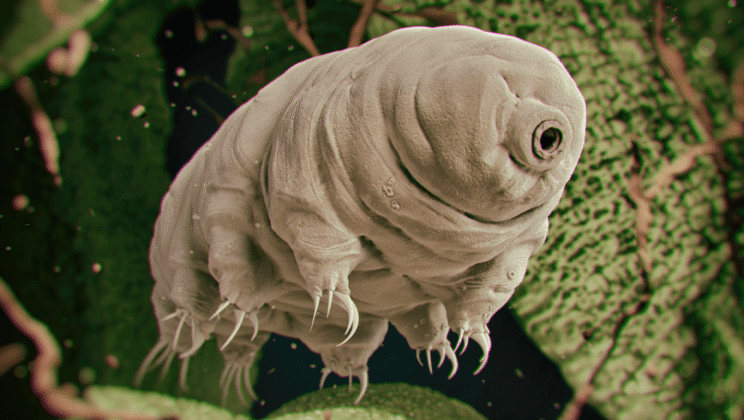 10 Most Resilient Creatures in Nature