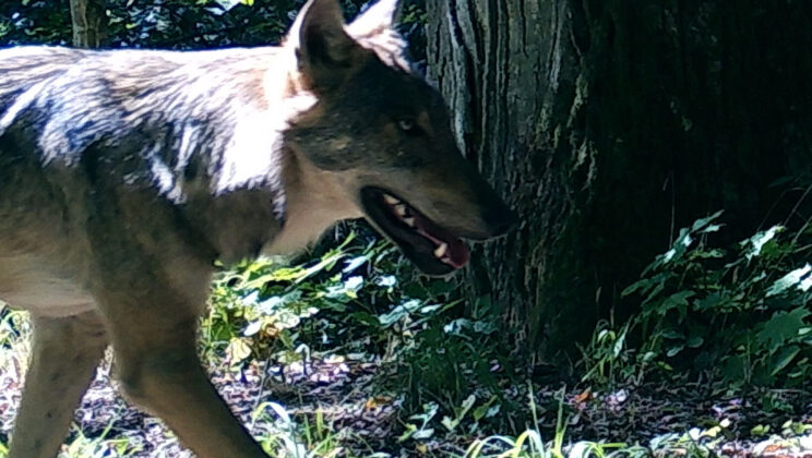 Wolves Still Fear Us—Even Where They’re Legally Protected, Scientists Say