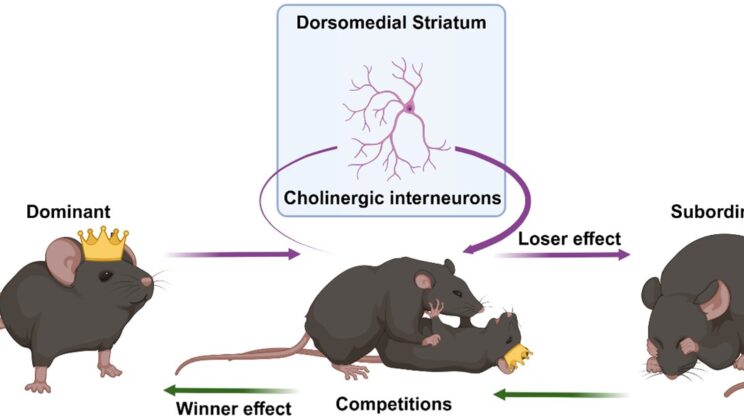 Winning and Losing Aren’t Just Luck — They’re Wired Into Your Brain, Study Finds