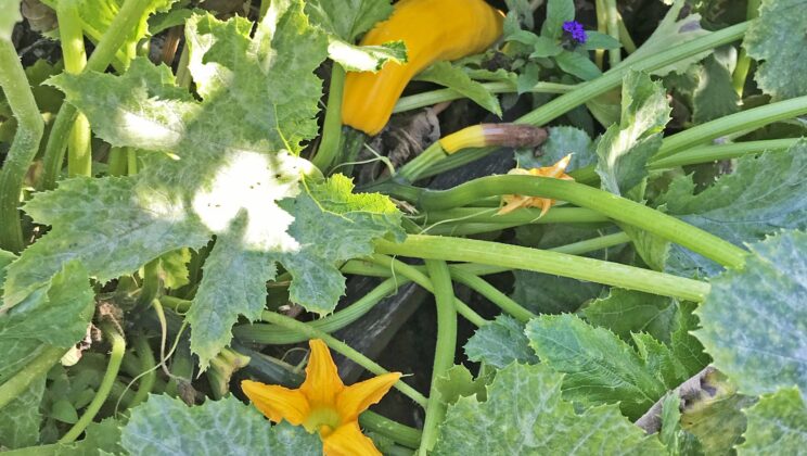 Scientists Discover Why Pumpkins Absorb Toxic Pollutants — and How They Could Help Clean the Earth