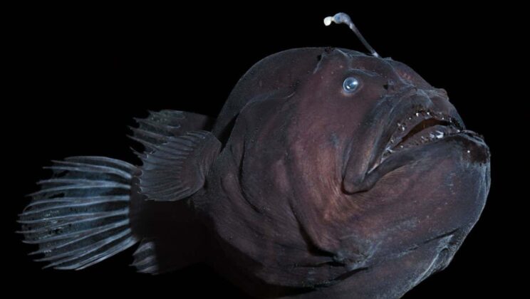 The Most Bizarre Deep-Sea Creatures Ever Discovered
