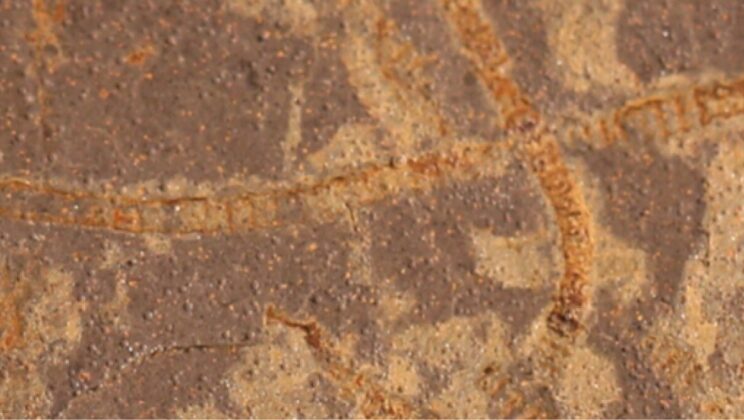 AI Detects Earliest Evidence of Life in 3.3-Billion-Year-Old Rocks