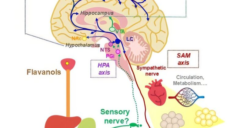 The Surprising Reason Dark Chocolate Might Wake Up Your Brain—Before It Even Digests