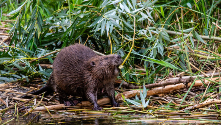 Beavers Are Secretly Saving Endangered Bats — New Study Reveals a Nighttime Boom