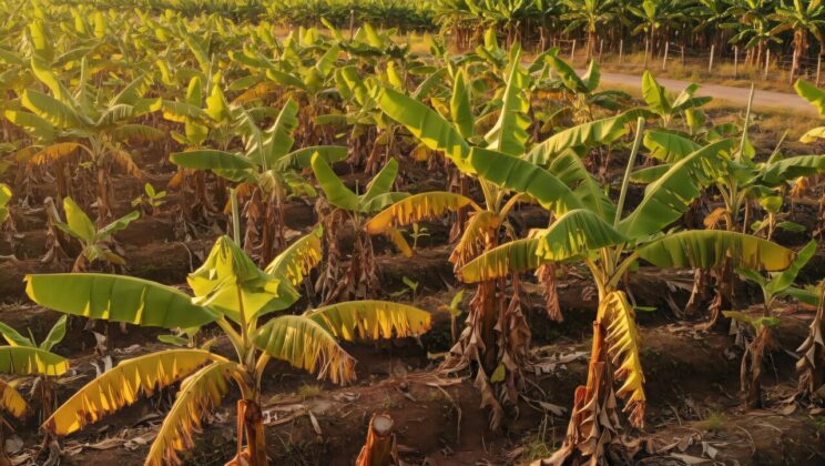 Scientists Use CRISPR to Disarm the Fungus Destroying the World’s Bananas