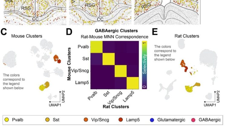 Scientists Discover Ancient Brain Cells That Help You Find Your Way Home—Could They Cure Alzheimer’s?