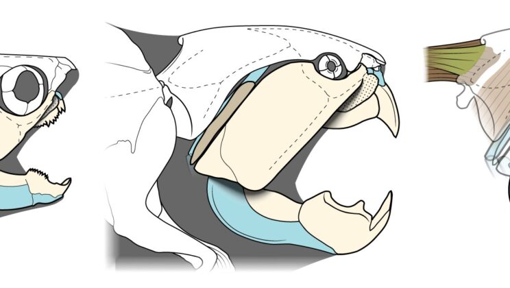 Dunkleosteus Wasn’t What We Thought: New Study Reveals Surprising Secrets of the Prehistoric Predator