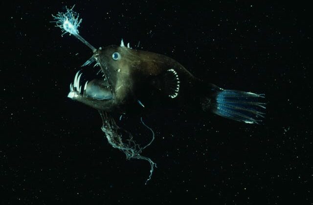 The Alien World Beneath the Ocean: Creatures of the Abyss