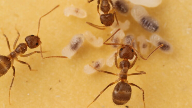 Scientists Find a Way to Make Invasive “Crazy Ants” Destroy Themselves — Naturally