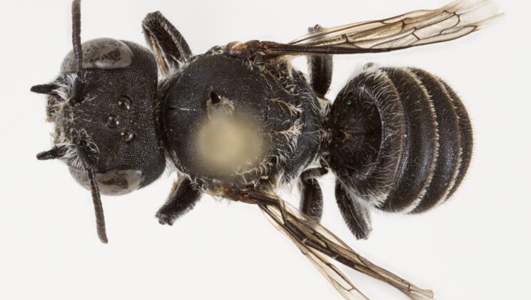 Scientists Discover a “Devil-Horned” Bee in Australia—and Its Name Is Lucifer