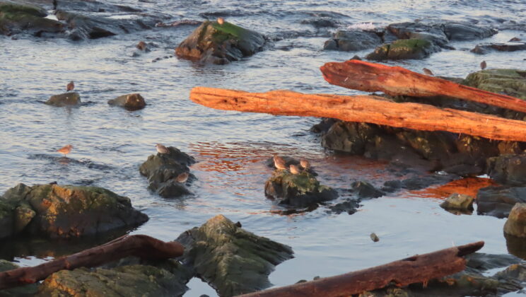 They Look Harmless—But New Research Shows Beach Logs Are Quietly Destroying an Entire Ecosystem
