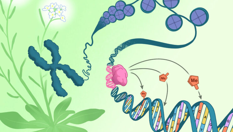 Scientists Discover How DNA Itself Controls Epigenetics