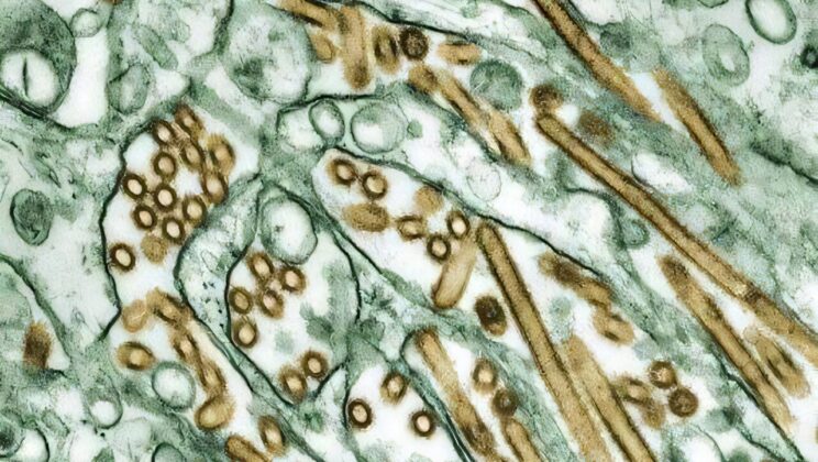 Silent Bird Flu Infections Found in Humans — CDC Confirms Rare H5N1 Cases Without Symptoms