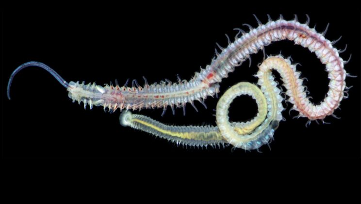 Scientists Discover 480-Million-Year-Old Parasite Still Attacking Modern Oysters Today