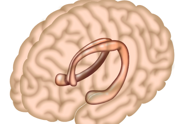 Scientists Discover How Friendship Literally Rewires Your Brain for Better Memory