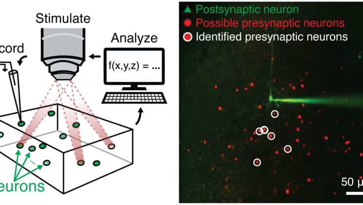 Scientists Use Holographic Light to Watch the Brain Think in Real Time