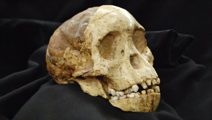 The Taung Child Turns 100 — And Its Story Is More Explosive Than Ever