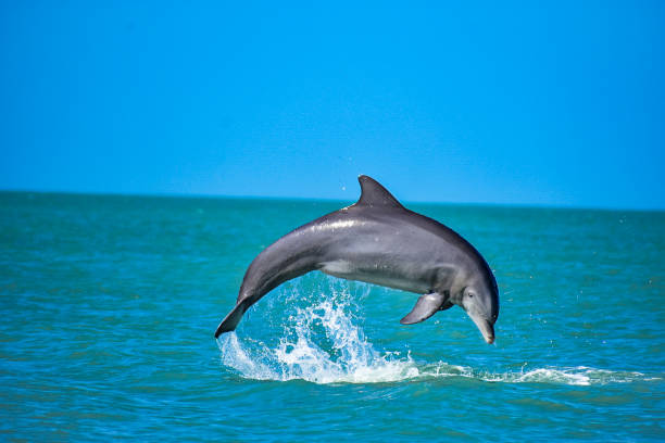 How Smart Are Dolphins Really?