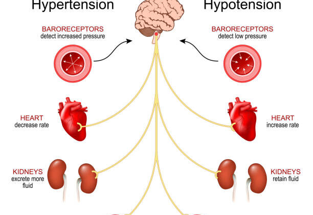 Homeostasis: How the Human Body Keeps Itself in Balance