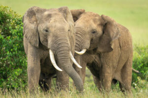 10 Most Endangered Mammals