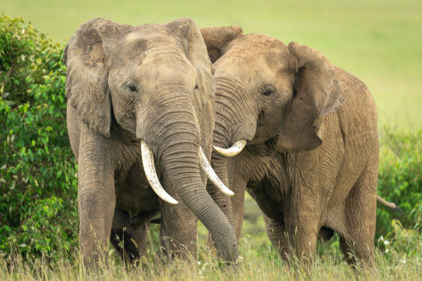 Do Animals Feel Love? The Science of Attachment