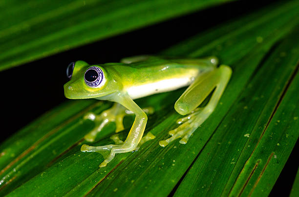 The Glass Frog: See-Through Skin and Nature’s Oddities