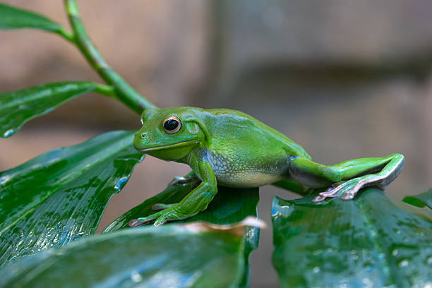 Why Some Animals Lay Thousands of Eggs