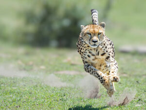 The Cheetah’s Speed Secret: How They Reach 70 mph