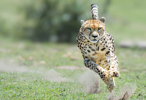 The Cheetah’s Speed Secret: How They Reach 70 mph